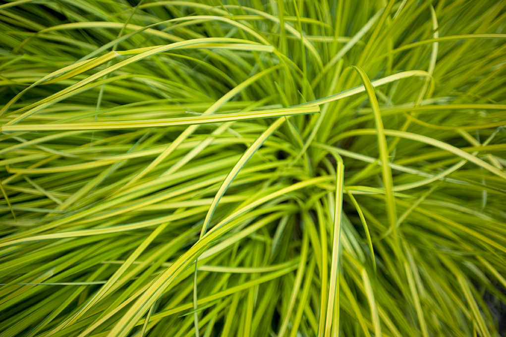 Grass