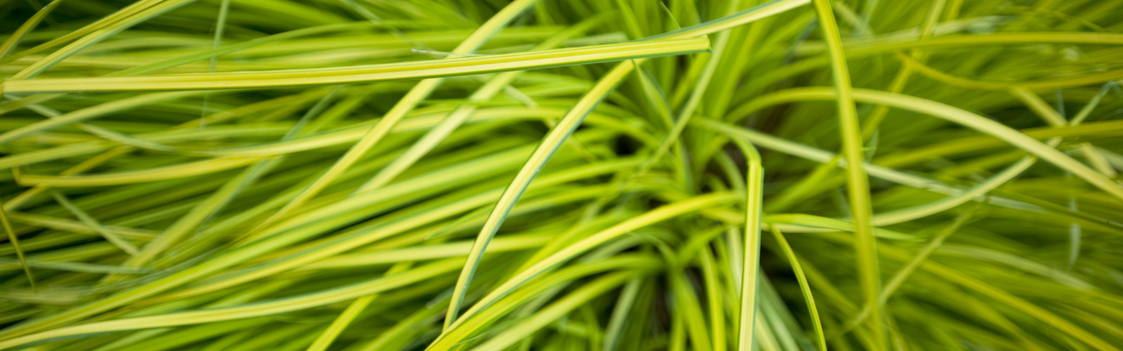 Grass and trees